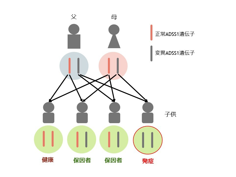 なぜスタチンはミオパシーを引き起こすのでしょうか?